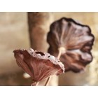 Цветок лотоса сухой открытый