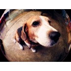 Линза-объектив для телефона (рыбий глаз, Fisheye)